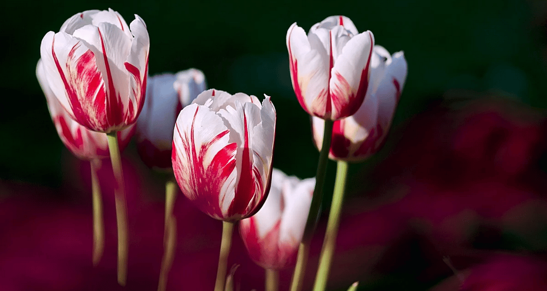 Comment planter des tulipes en pot