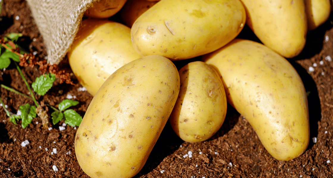 Comment savoir quand les pommes de terre sont prêtes à être récoltées